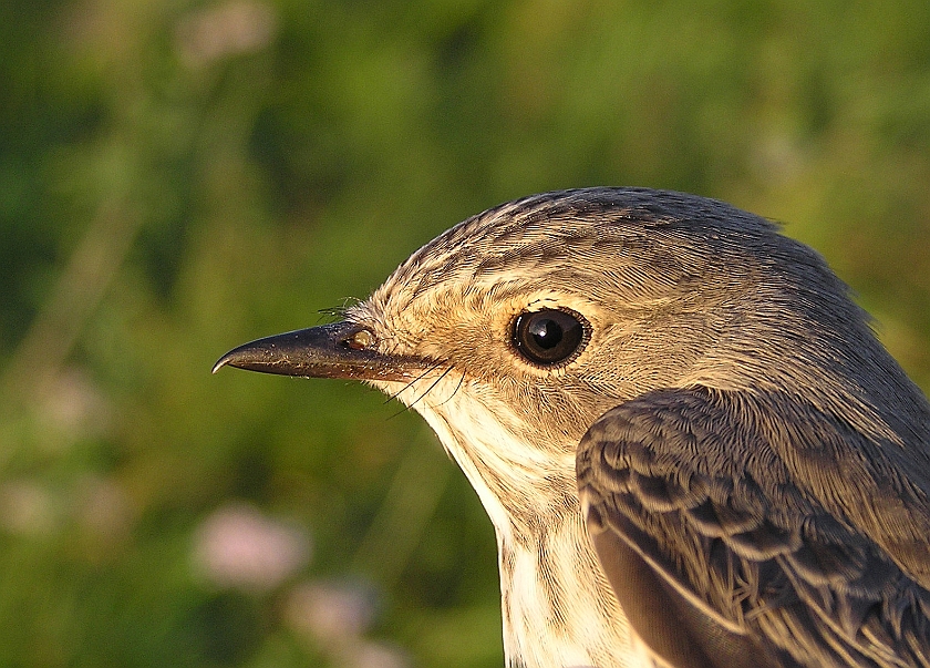 Spotted Flycatcher, Sundre 20070914